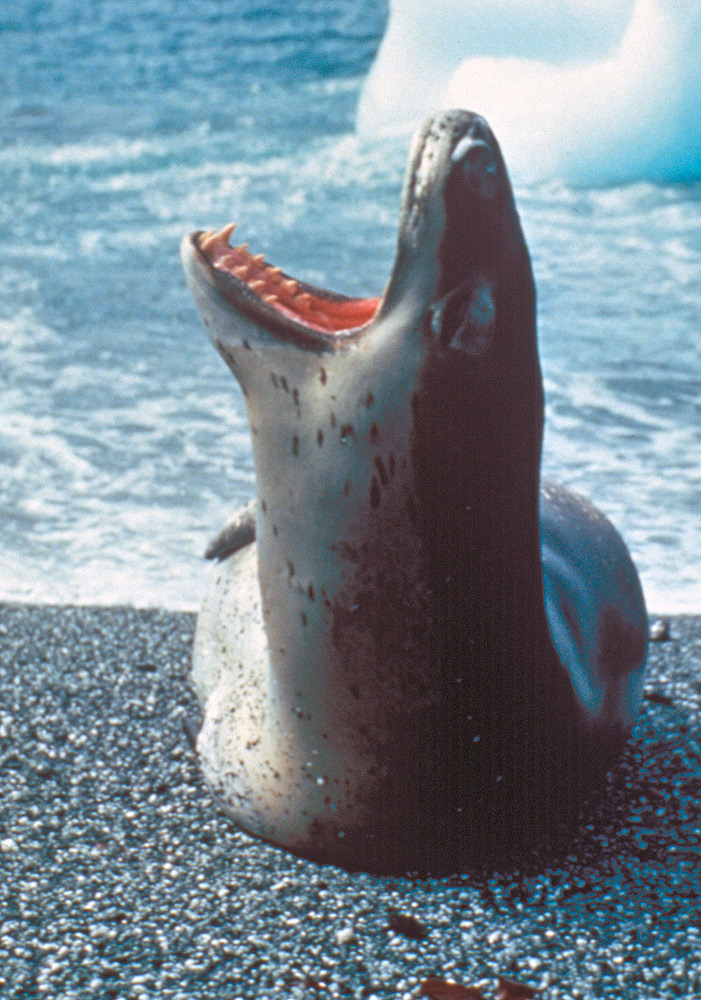 Leopard Seals - Hydrurga leptonyx - facts and pictures